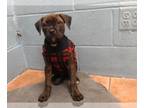 Boxer Mix DOG FOR ADOPTION RGADN-1243165 - BUDDY - Boxer / Mixed (medium coat)