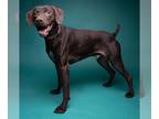 German Shorthaired Pointer Mix DOG FOR ADOPTION RGADN-1243169 - BRAUN - German