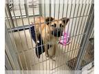 German Shepherd Dog Mix DOG FOR ADOPTION RGADN-1243178 - PHINEAS - German