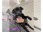 Labrador Retriever Mix DOG FOR ADOPTION RGADN-1243182 - Amelia - Amazingly