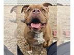 American Staffordshire Terrier DOG FOR ADOPTION RGADN-1243196 - Hoss - American