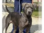 Blue Lacy Mix DOG FOR ADOPTION RGADN-1243202 - Smoke - Blue Lacy / Mixed (short