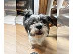 Shih Tzu DOG FOR ADOPTION RGADN-1243203 - Eric - Shih Tzu (long coat) Dog For