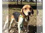 Beagle Mix DOG FOR ADOPTION RGADN-1243204 - Joker - Beagle / Hound / Mixed Dog