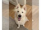 Huskies -Samoyed Mix DOG FOR ADOPTION RGADN-1243206 - Winter - Samoyed / Husky /