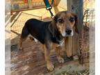 Beagle DOG FOR ADOPTION RGADN-1243208 - Vinny II - Beagle Dog For Adoption