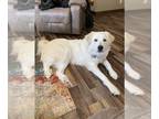 Great Pyrenees Mix DOG FOR ADOPTION RGADN-1243210 - Remi - Great Pyrenees /