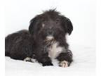 Miniature Schnauzer Mix DOG FOR ADOPTION RGADN-1243214 - LANEY - Miniature