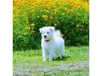 American Eskimo Dog Puppy for sale in Live Oak, FL, USA