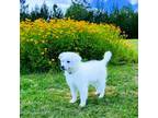 American Eskimo Dog Puppy for sale in Live Oak, FL, USA