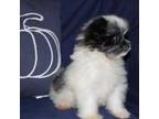 Shiranian Puppy for sale in Brookhaven, MS, USA