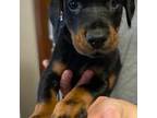 Doberman Pinscher Puppy for sale in Amherst, OH, USA