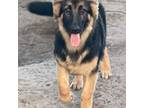 German Shepherd Dog Puppy for sale in Chiefland, FL, USA