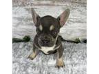French Bulldog Puppy for sale in Middlebury, IN, USA