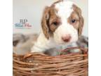 Mutt Puppy for sale in Heber City, UT, USA