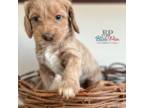 Mutt Puppy for sale in Heber City, UT, USA