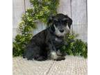 Schnauzer (Miniature) Puppy for sale in Millmont, PA, USA