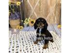 Cavalier King Charles Spaniel Puppy for sale in Macks Creek, MO, USA