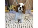 Cavalier King Charles Spaniel Puppy for sale in Macks Creek, MO, USA