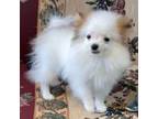 Pomeranian Puppy for sale in Wrightsville, GA, USA