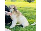 Great Pyrenees Puppy for sale in Clarksburg, WV, USA
