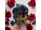 Cavalier King Charles Spaniel Puppy for sale in Tuckerton, NJ, USA