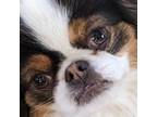 Japanese Chin Puppy for sale in Atkinson, NE, USA