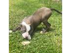 American Pit Bull Terrier Puppy for sale in Weston, WV, USA