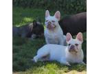 French Bulldog Puppy for sale in Springfield, OR, USA