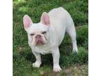 French Bulldog Puppy for sale in Springfield, OR, USA