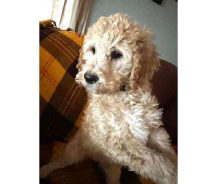 AKC Standard Poodle puppies is a Standard Poodle Puppy For Sale in Montour ID