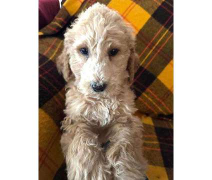 AKC Standard Poodle puppies is a Standard Poodle Puppy For Sale in Montour ID