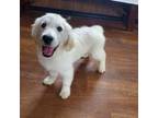 Golden Retriever Puppy for sale in Colorado Springs, CO, USA