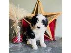 Aussiedoodle Puppy for sale in Seneca, WI, USA