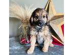 Aussiedoodle Puppy for sale in Seneca, WI, USA