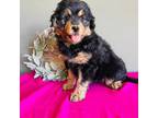 Aussiedoodle Puppy for sale in Seneca, WI, USA