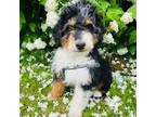 Aussiedoodle Puppy for sale in Seneca, WI, USA