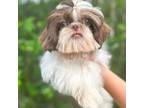 Shih Tzu Puppy for sale in Houston, TX, USA