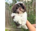 Shih Tzu Puppy for sale in Houston, TX, USA