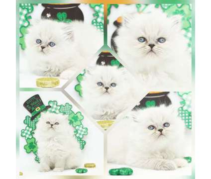 CFA Persian and Himalayan Kittens Ready May and June is a Himalayan Kitten For Sale in Mill Hall PA