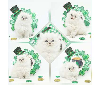 CFA Persian and Himalayan Kittens Ready May and June is a Himalayan Kitten For Sale in Mill Hall PA