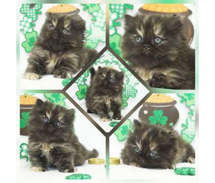 CFA Persian and Himalayan Kittens Ready May and June is a Himalayan Kitten For Sale in Mill Hall PA