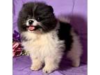 Pomeranian Puppy for sale in Spokane, MO, USA