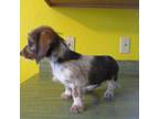 Dachshund Puppy for sale in Fulton, MO, USA