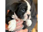 Bulldog Puppy for sale in Paynesville, MN, USA