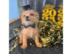 Shorkie Tzu Puppy for sale in Mobile, AL, USA