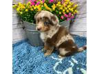 Miniature Australian Shepherd Puppy for sale in Picayune, MS, USA