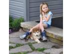 Alaskan Malamute Puppy for sale in Pleasant Hill, IL, USA