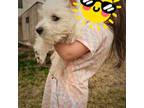 West Highland White Terrier Puppy for sale in Binghamton, NY, USA