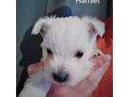 West Highland White Terrier Puppy for sale in Binghamton, NY, USA